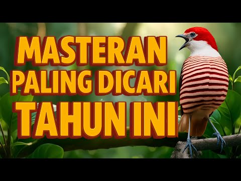 MASTERAN BURUNG PALING DICARI TAHUN INI – UNTUK SEMUA JENIS BURUNG #muraibatu #kacer #cucakijo