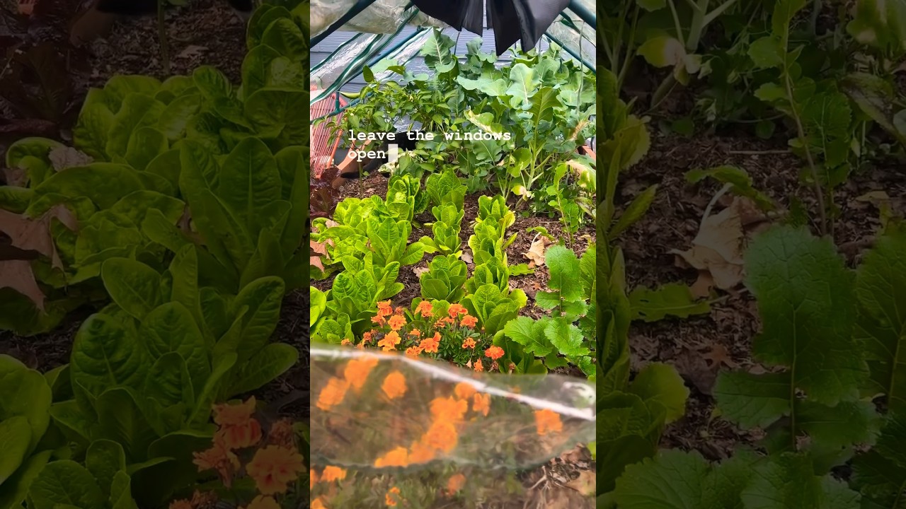 Home Gardening Tips - EPIC Greenhouse HACK For MASSIVE Winter Produce Yields