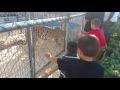 Tigers Ringling Bros Preshow