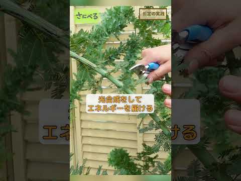 園芸 パリのミモザ、レンギョウ