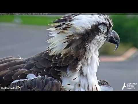 Hellgate Osprey Iris