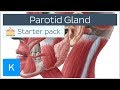 Parotid (Salivary) Gland - Anatomy, Innervation & Function - Human Anatomy | Kenhub