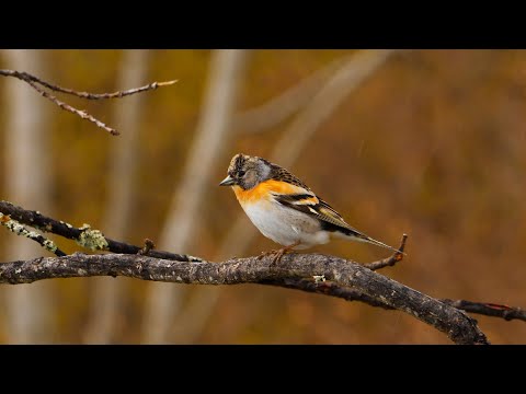 We have a new Bird in the backyard.  (Bjørkefink) Fringilla montifringilla