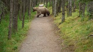 Hiking With Bears || ViralHog