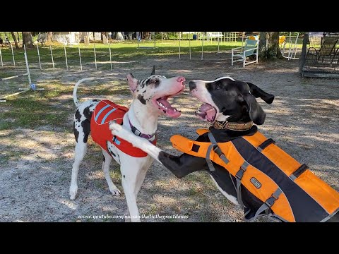 Great Dane Puppy Sisters Play Bitey Face Before Swimming Lessons