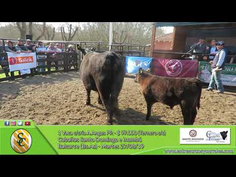 27-08-19 - Venta de Vaq.y Vacas A.Angus PC. y PP. - Cabañas Santo Domingo e Inambú - Balcarc