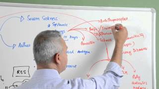 Immunology lecture 15 - Type III Hypersensitivity Reactions 4/6