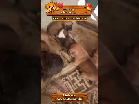 Vídeo de são nove cachorrinhos.
