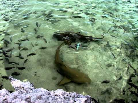 Musiques du ciel et de la mer.