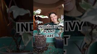 Indoor Ivy plant care - hope￼ this helps! 🪴 #plants #plantcare #ivy