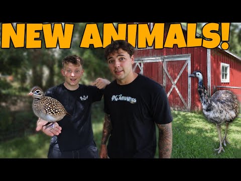 I GOT HIM EIGHT NEW ANIMALS FOR HIS AVIARY!