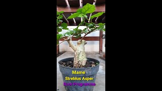 Download lagu Mame Streblus Asper - Root Programme Thriller mp3