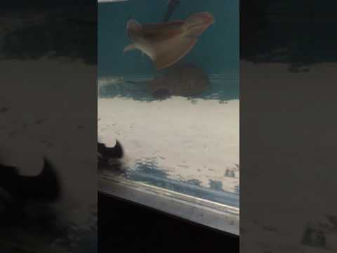 Freshwater stingray tank