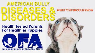 SHOCKING American Bully DISEASES & DISORDERS Genetic Health Test Pocket American Bullies