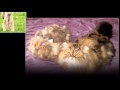 rousseau (animal del mes)
