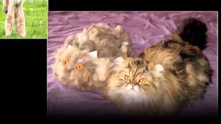 rousseau (animal del mes)