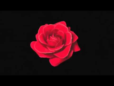 ♥♥♥Kocham♥♥♥ Piękna piosenka o miłości