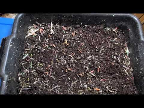 Maintaining African Nightcrawlers Bin