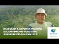 Dari Satu Kini Punya Puluhan Kolam Seorang Guru Yang Sukses Budidaya Ikan Lele
