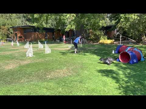 Jasper USDAA at Home Masters Jumpers Event #111013 course 2 of 2