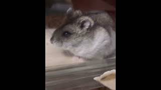 おねだりハムスター🐹