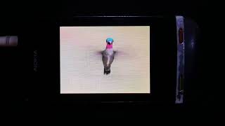 Download lagu Nokia Asha 311 Hummingbirds video mp3 Download lagu Nokia Asha 311 Hummingbirds video mp3