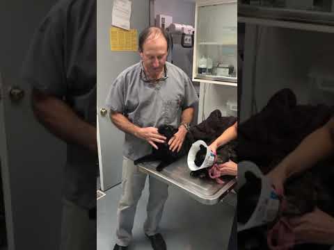 Feline post op dental extractions and fight wound abscess