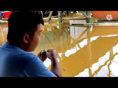 First Yellow Water Prawn By Mien On 1207PM 28 July 2021