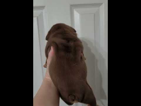 Hemi Chocolate Tan Male