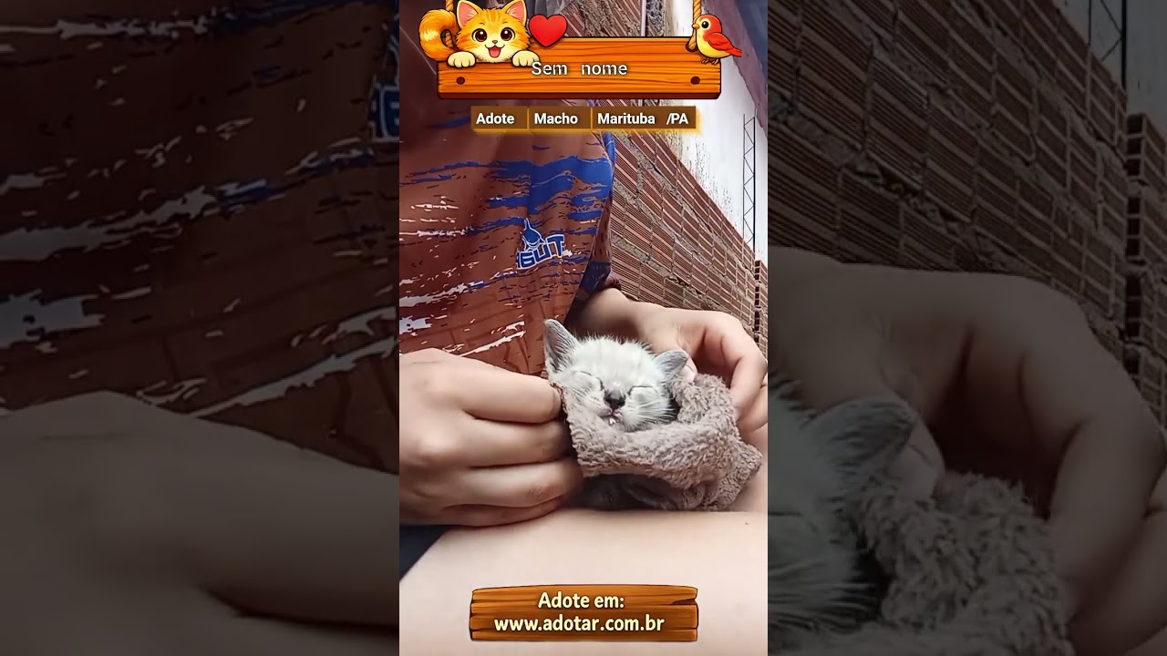 Gato raça SRD-ViraLata idade 2 a 6 meses nome Sem nome