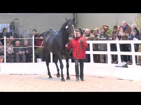 Salon des Etalons 2014 : Maresca Sorrento