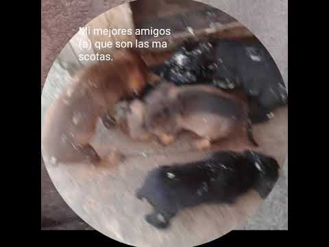 El video mas amoroso