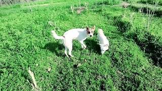 Couple of Black Dogs Mating and Crossover Process,dog mating, dog breeding, black dogs mating,😍Lhdd