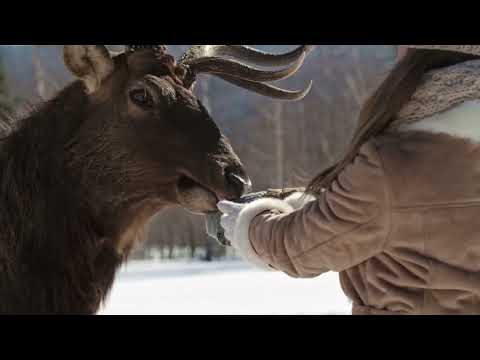 Dabas Pētnieki  - Kur dzīvo pingvīni? Ekspedīcija uz Dienvidpolu. Kuriem zvēriem patīk sniegs?
