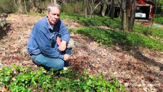 JW Pachysandra Introduction Seeds Birds