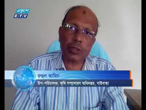 লোকসানের মুখে পড়েছেন গাইবান্ধার পানচাষীরা
