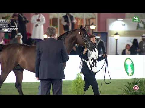 N 362 EQUATOR   KAAHC 2019   Stallions 7 9 Years Old Class 11B