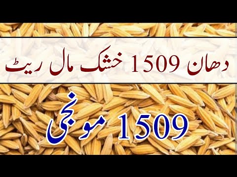 Dhan 1509 ka rate | DHAN 1590 price today | 1509 munji |1509 Monji rate in today Pakistan #dhan#1509