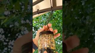 Dollar tree bird feeder DIY