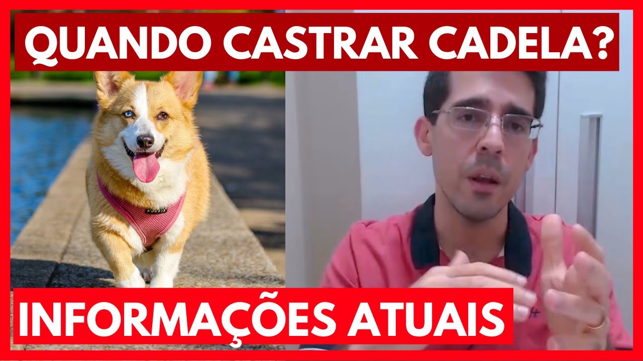 Quando castrar uma cadela? Informações ATUALIZADAS castração de cadela.