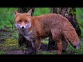 Red Fox Waltz(Harold Allan)-Mandolin & Guitar