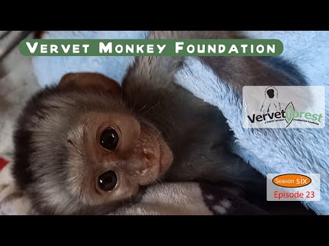 Four new orphans arrive, the staff are working tirelessly to provide the care and attention needed.