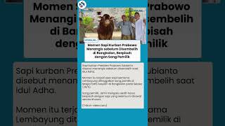 Momen Sedih Si Lembayung Sapi Kurban Prabowo Menangis saat Ditinggal Peternak sebelum Disembelih