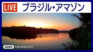 アマゾン熱帯雨林の川辺から