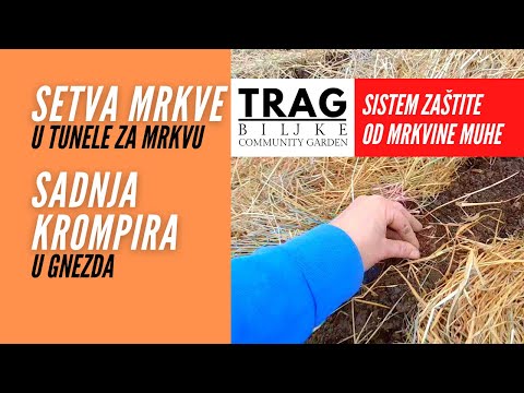 SOWING CARROTS IN TUNNELS AND PLANTING POTATOES - PROTECTION SYSTEM