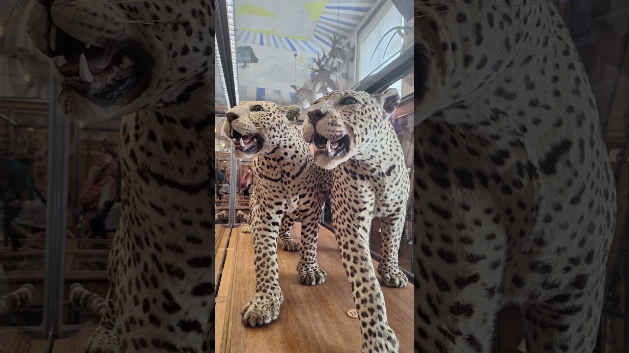 YouTube Short thumbnail