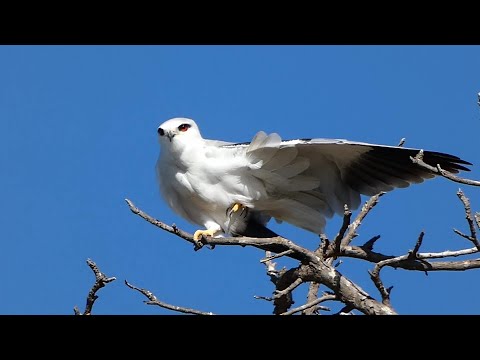 Bird watching between Raanana to Poleg - Nov 16th