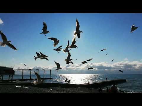 Giga Papaskiri feat. Vaxo