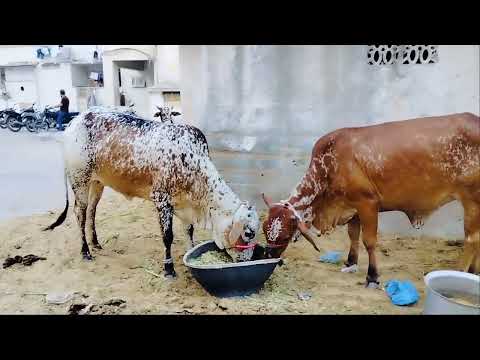 Special Bakra Eid Vlog||Beautifull Animal Tour #viralvideo
