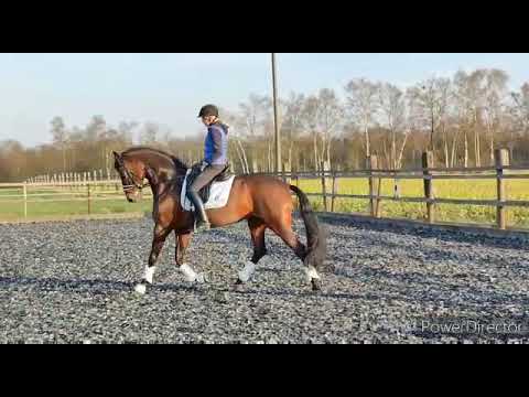 10 j Stute von Fürstenball for sale